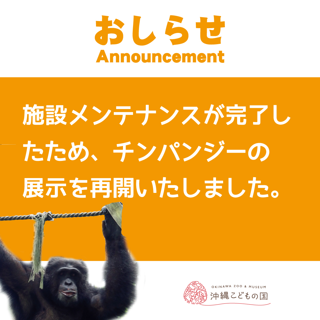 展示再開】チンパンジー | 沖縄こどもの国 - Okinawa Zoo & Museum