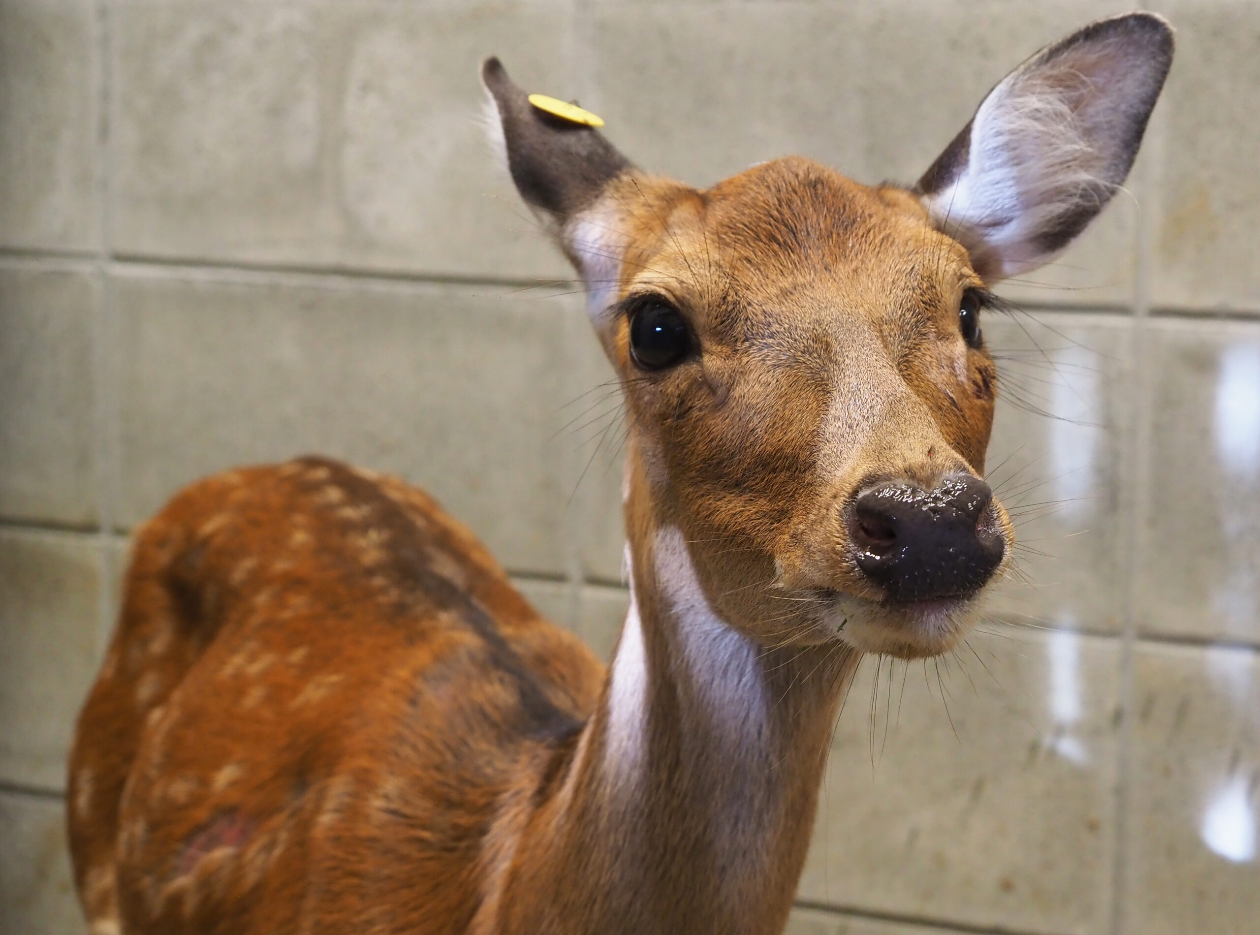 ホンシュウジカの捕獲について | 沖縄こどもの国 - Okinawa Zoo & Museum