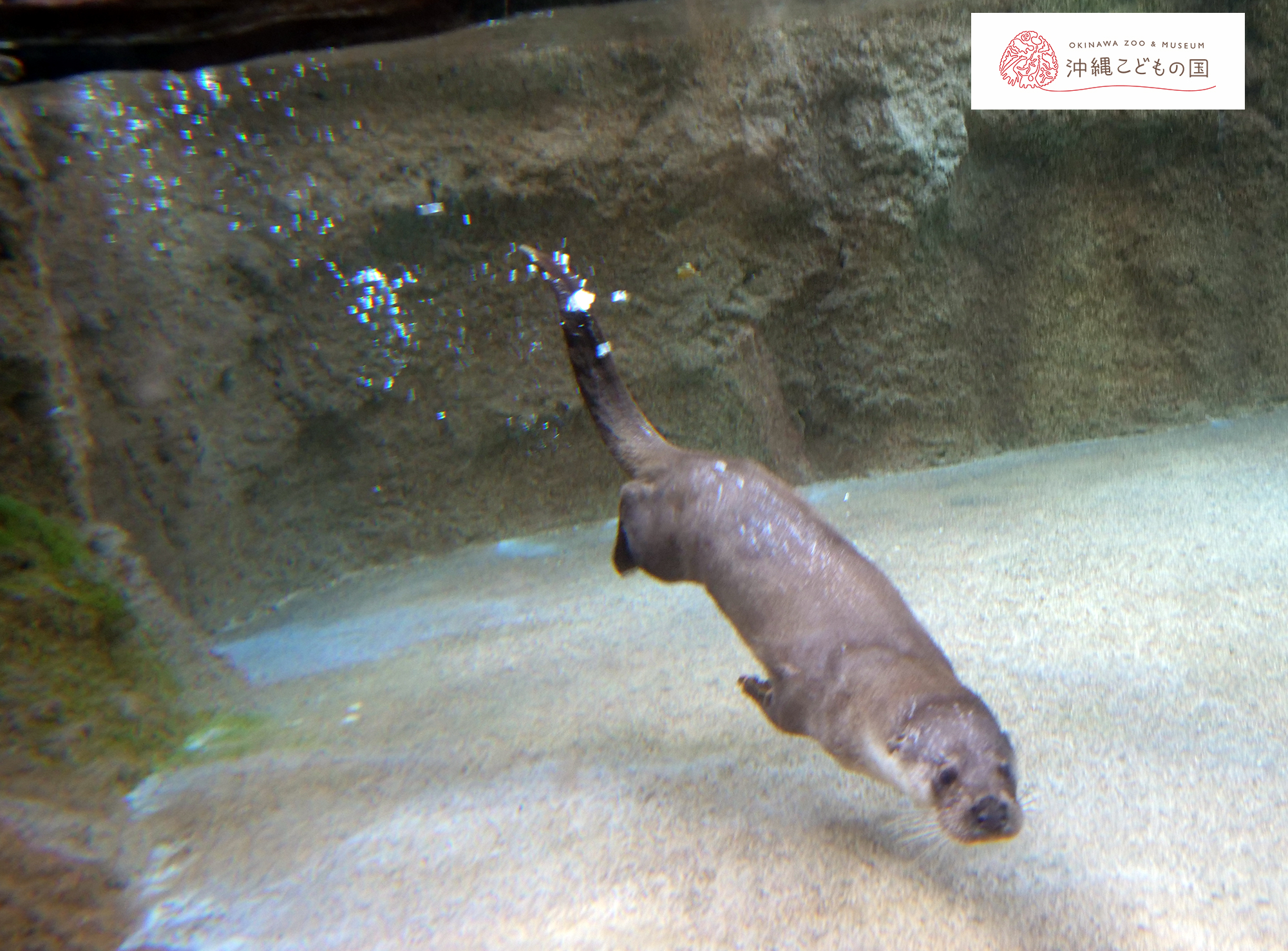 ユーラシアカワウソ | 沖縄こどもの国 - Okinawa Zoo & Museum