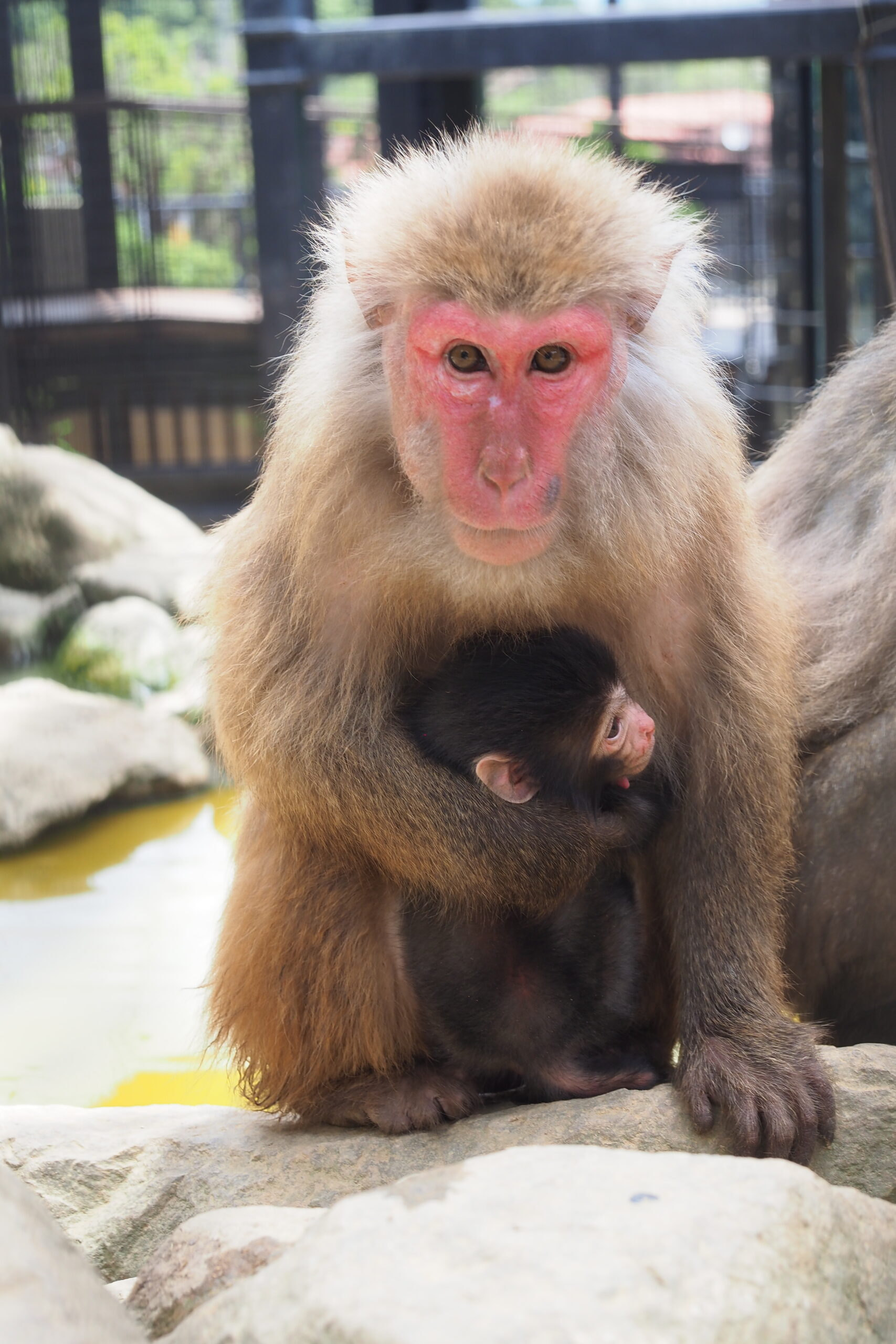 ヤクシマザルの赤ちゃんが誕生しました！ | 沖縄こどもの国 - Okinawa