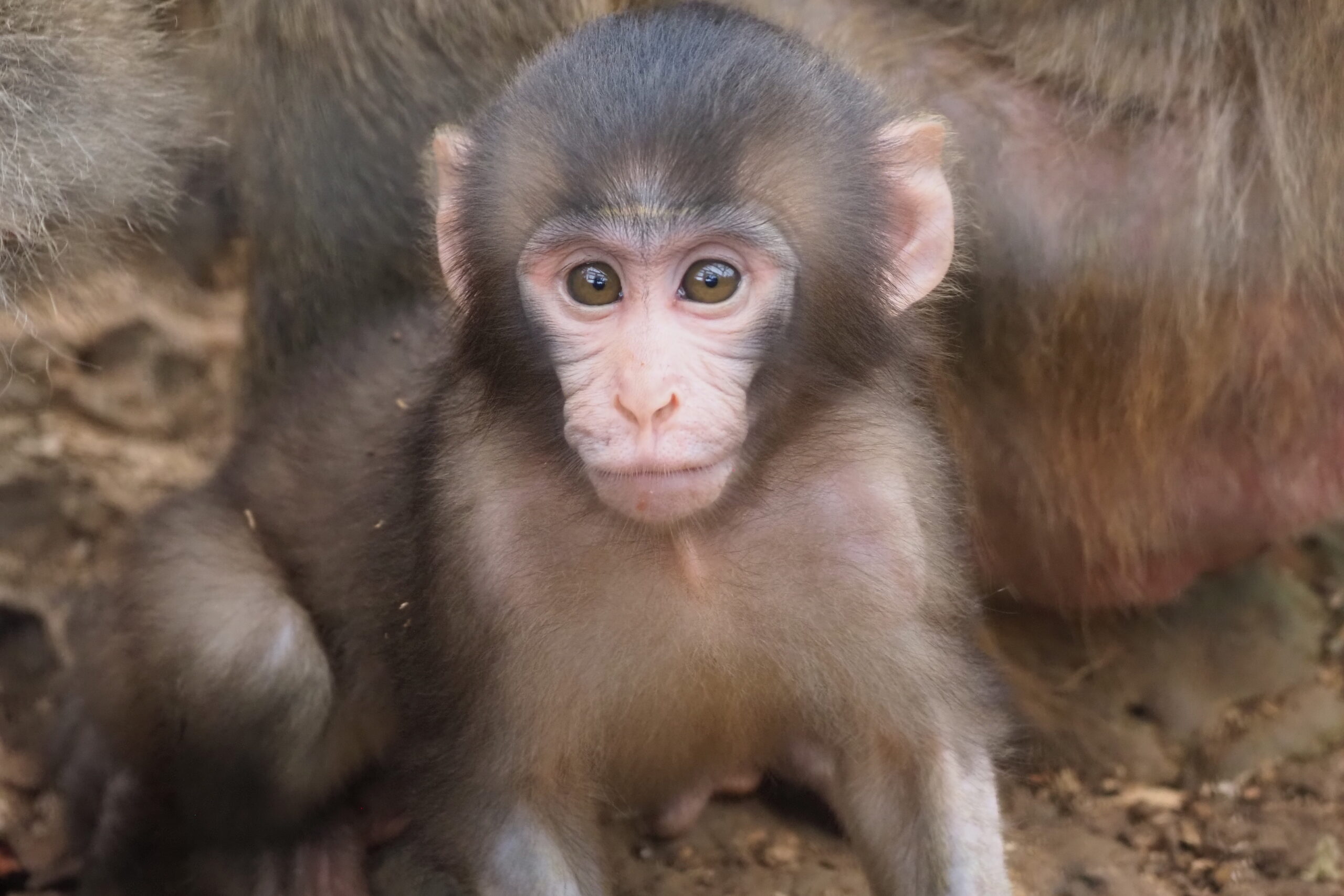 ヤクシマザルの赤ちゃんの名前公募と命名式 | 沖縄こどもの国