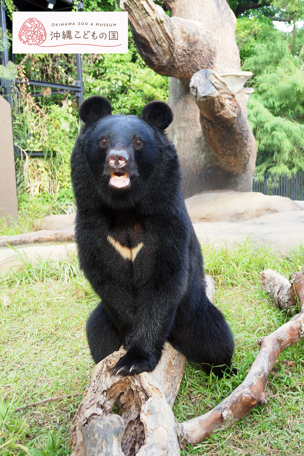 ニホンツキノワグマ | 沖縄こどもの国 - Okinawa Zoo & Museum