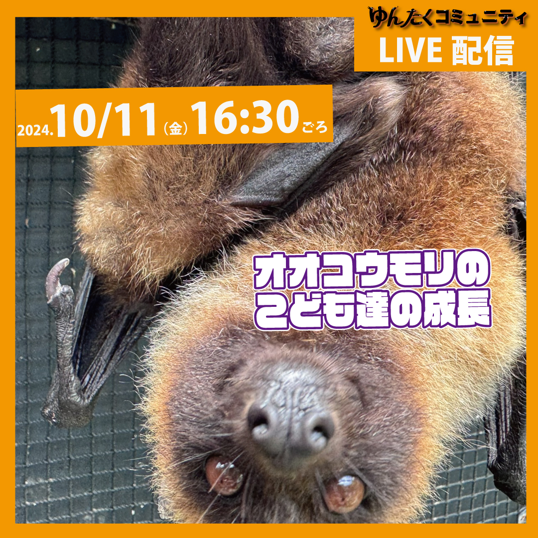 ゆんたくコミュニティ限定ライブ配信「オオコウモリのこども達の成長