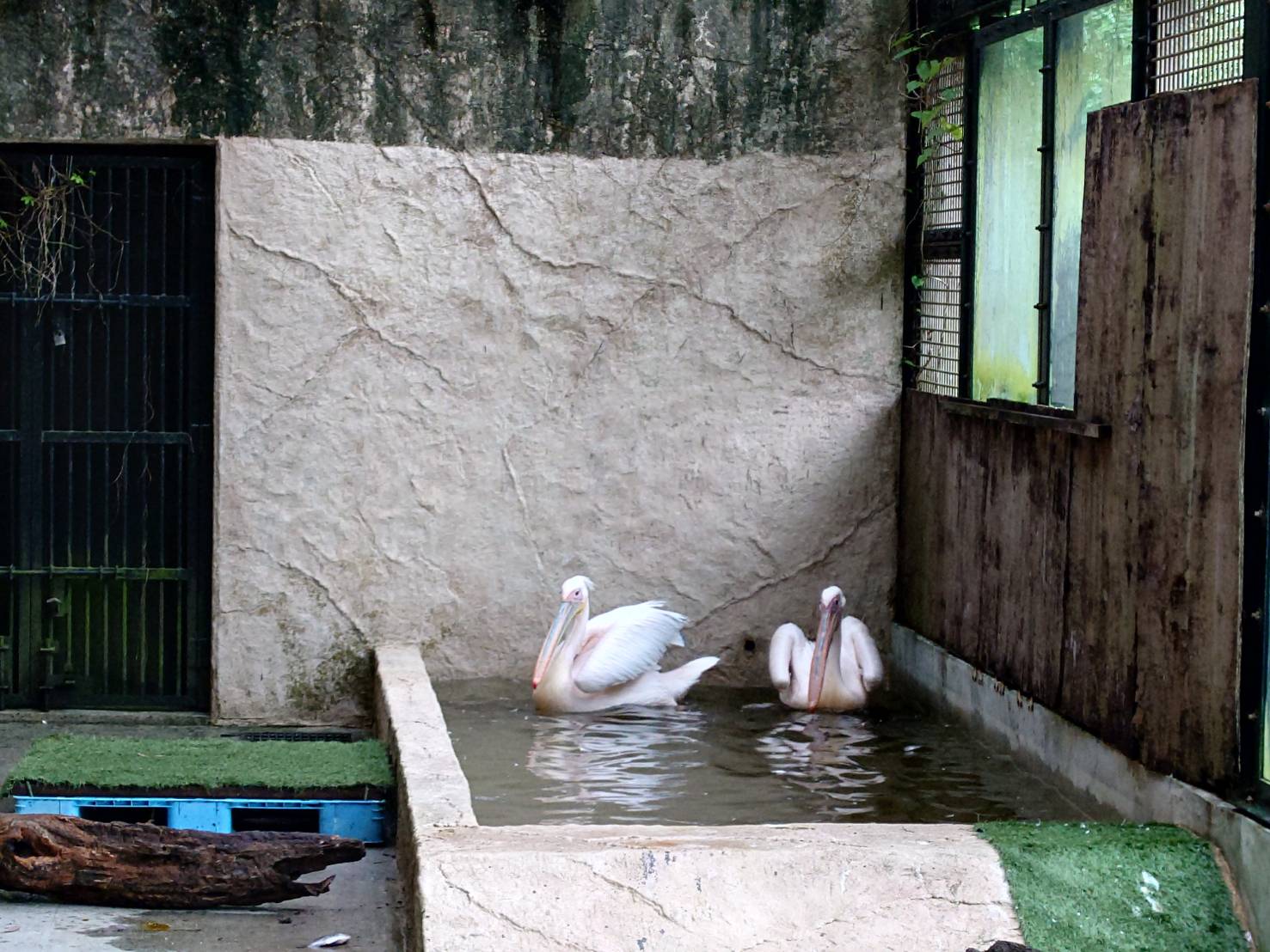 鳥インフルエンザ対策について | 沖縄こどもの国 - Okinawa Zoo & Museum