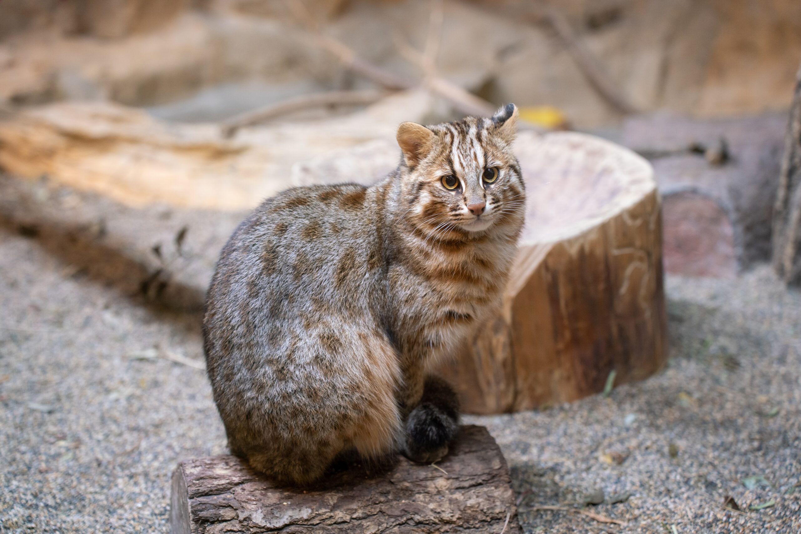 【新しく仲間入り】ツシマヤマネコのさご | 沖縄こどもの国 - Okinawa Zoo & Museum