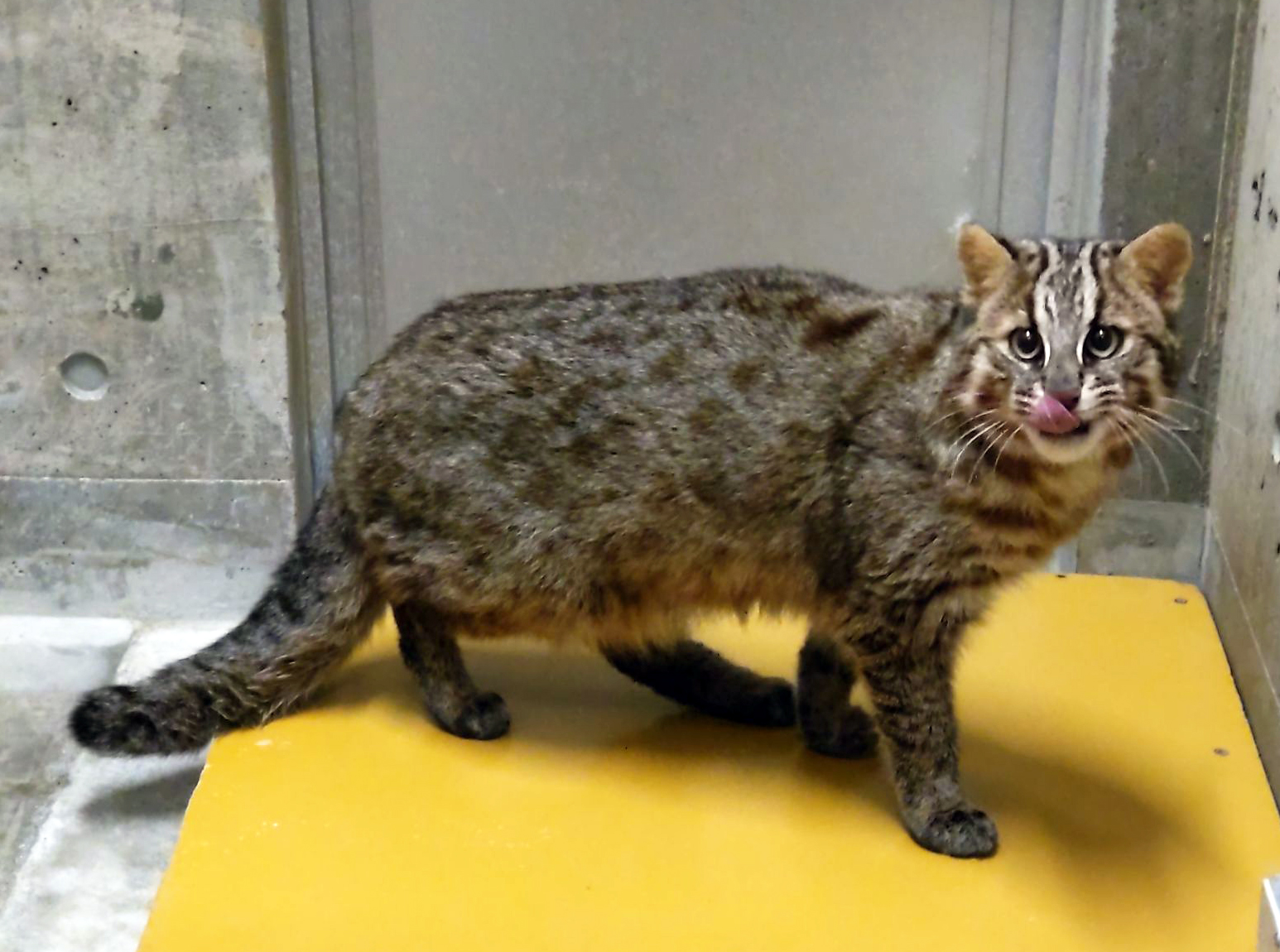 到着】ツシマヤマネコのさご | 沖縄こどもの国 - Okinawa Zoo & Museum