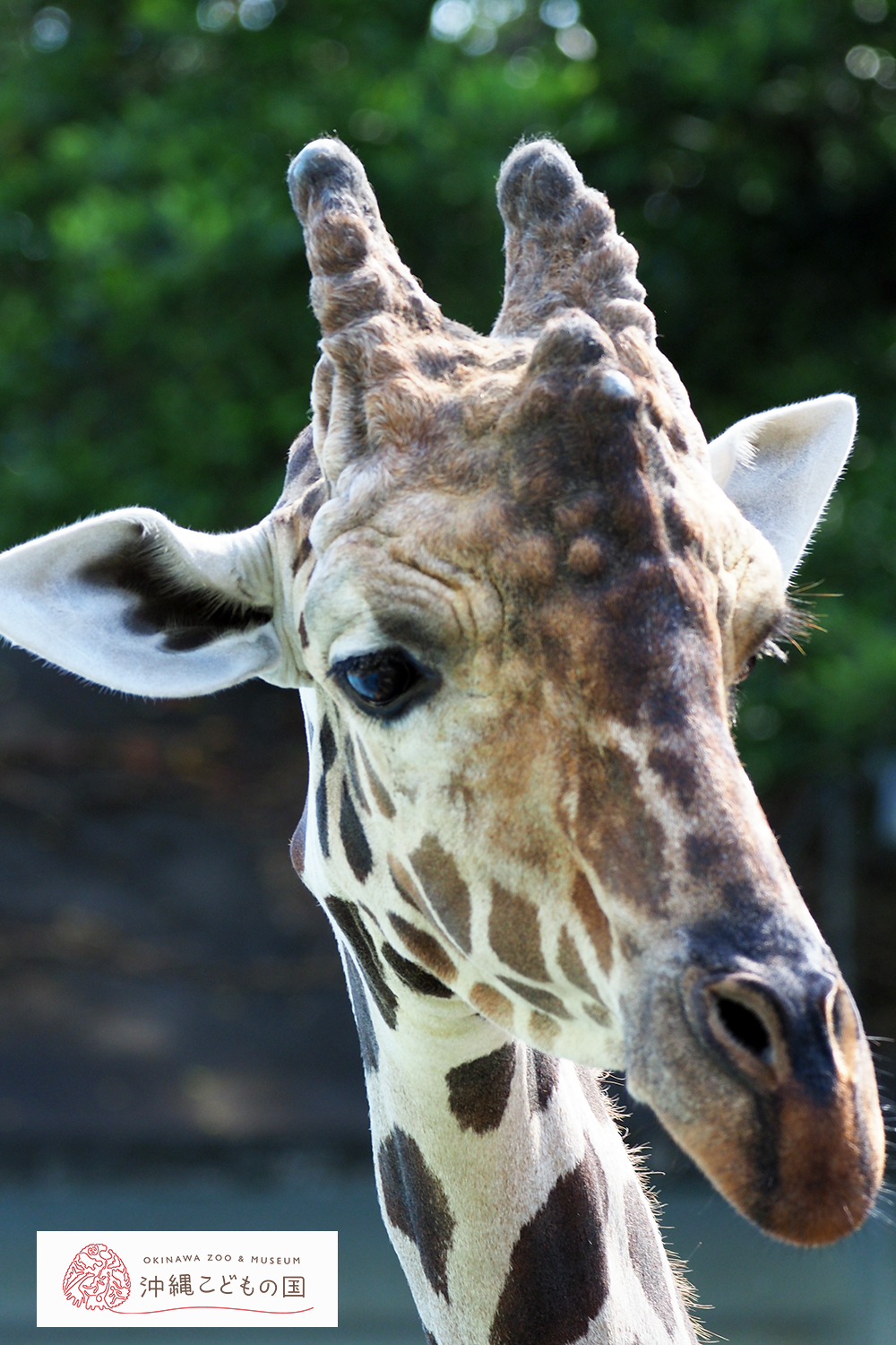 動物図鑑 | 沖縄こどもの国 - Okinawa Zoo & Museum 