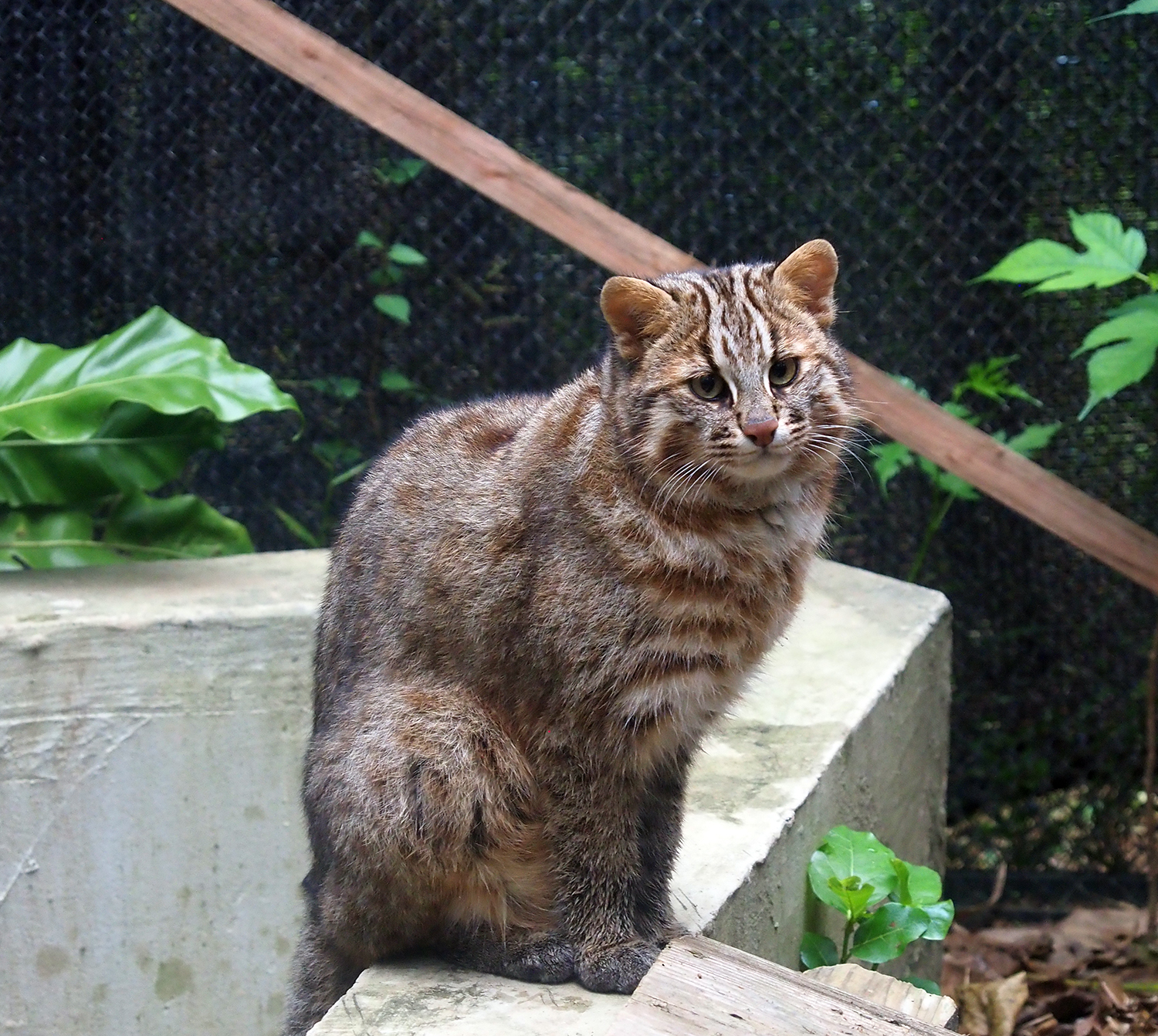 一般公開開始】ツシマヤマネコのさご | 沖縄こどもの国 - Okinawa Zoo