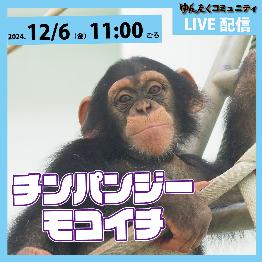 ゆんたくコミュニティ限定ライブ配信「チンパンジーのモコイチ