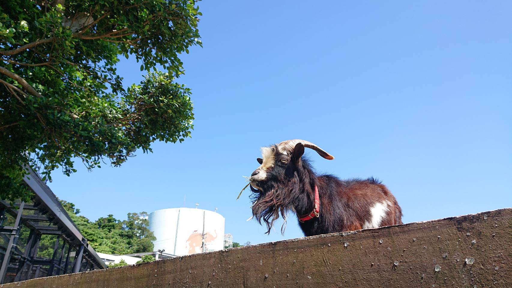 島ヤギのゼットンの死亡について | 沖縄こどもの国 - Okinawa Zoo & Museum