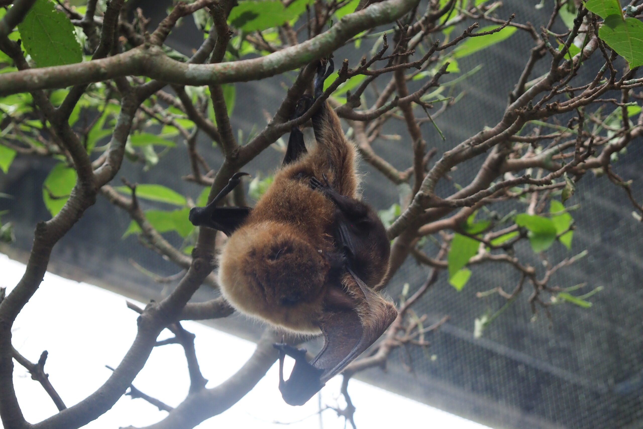 オリイオオコウモリの赤ちゃんが誕生しました！ | 沖縄こどもの国