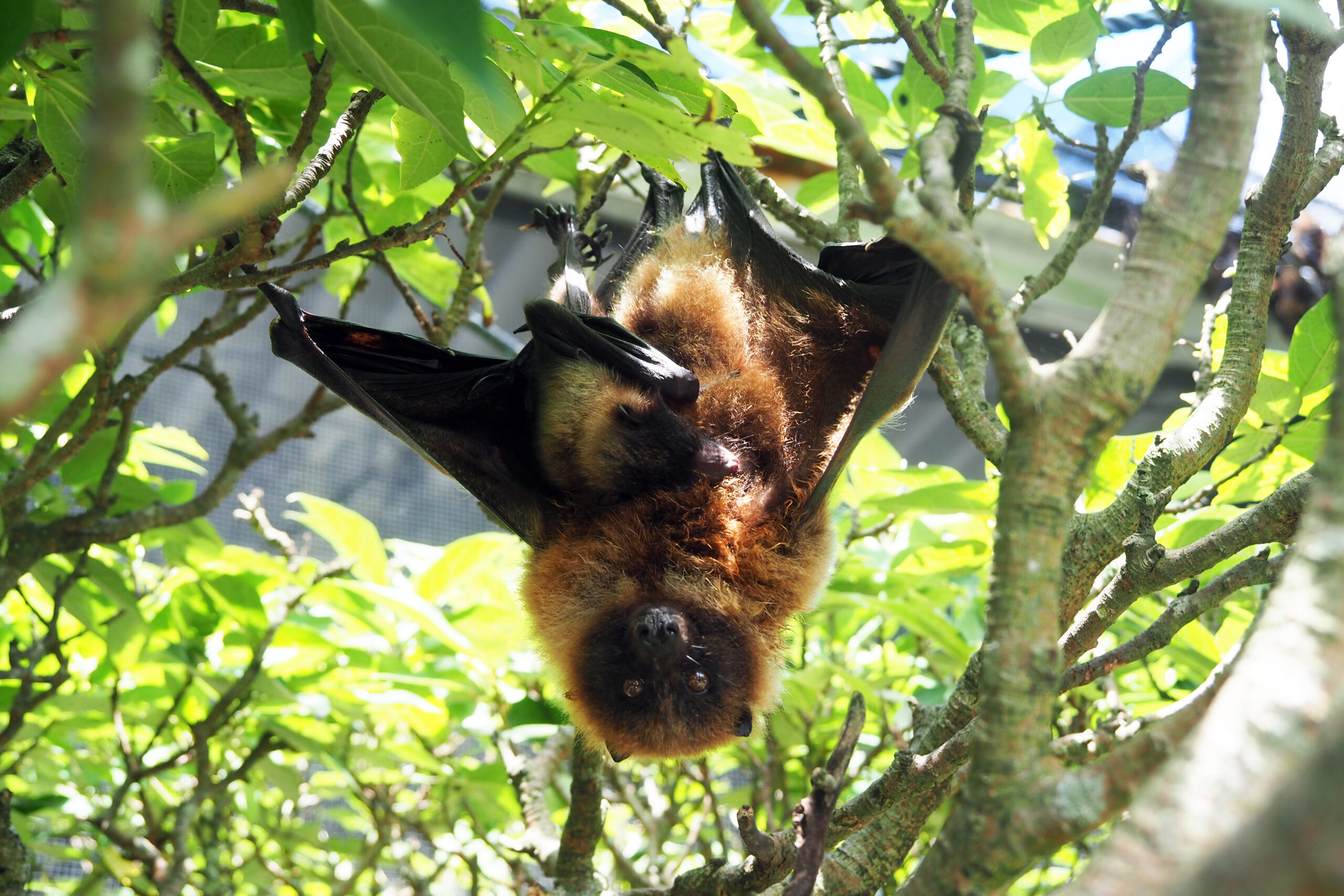 沖縄やちむん　香月舎　プレート　コウモリ 沖縄やちむん 香月舎 プレート コウモリ 今年も、新たな命が続々と誕生