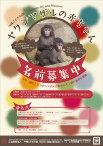 ヤクシマザルの赤ちゃんの名前公募と命名式