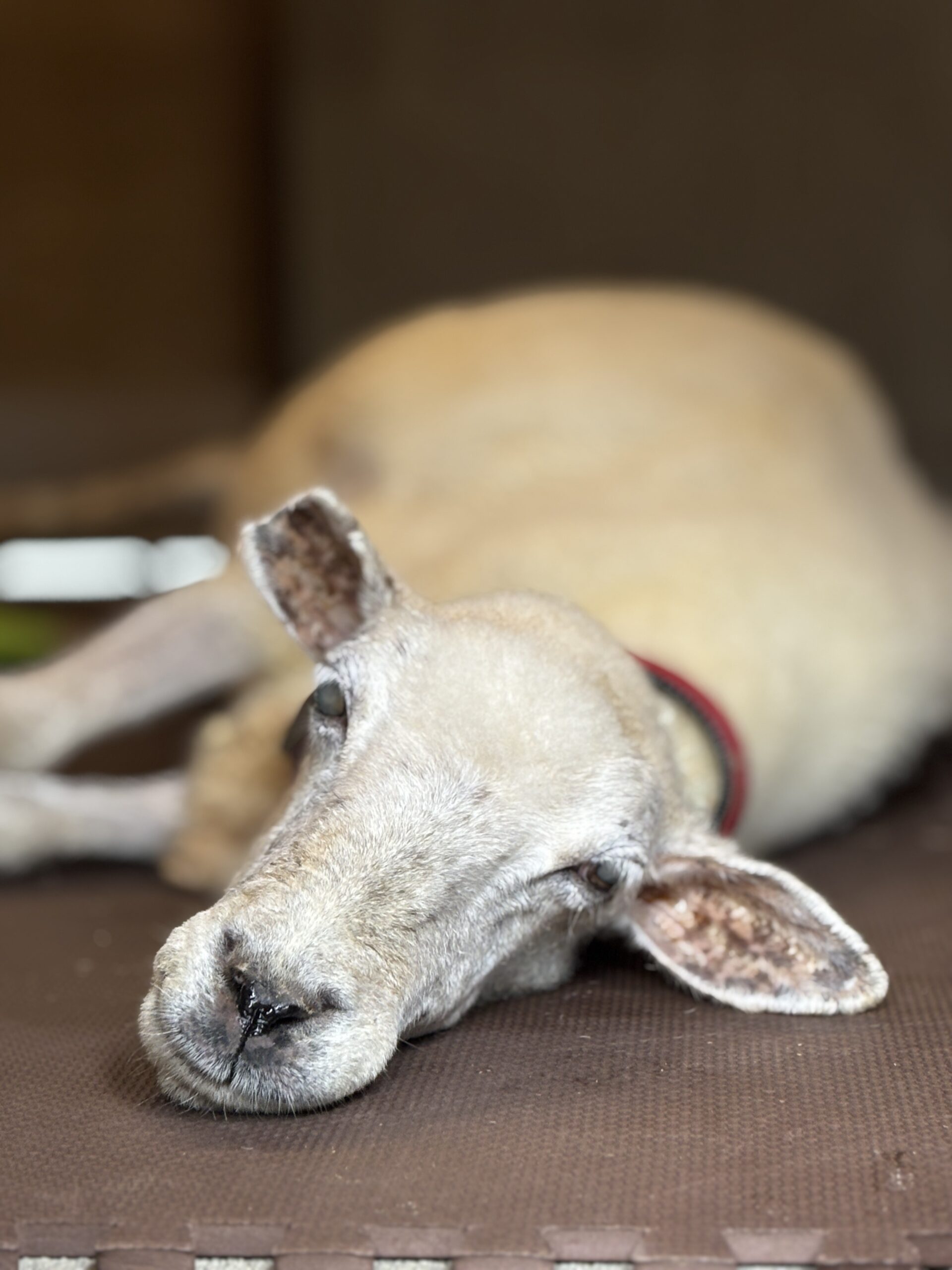 ヒツジのポポの死亡について | 沖縄こどもの国 - Okinawa Zoo & Museum