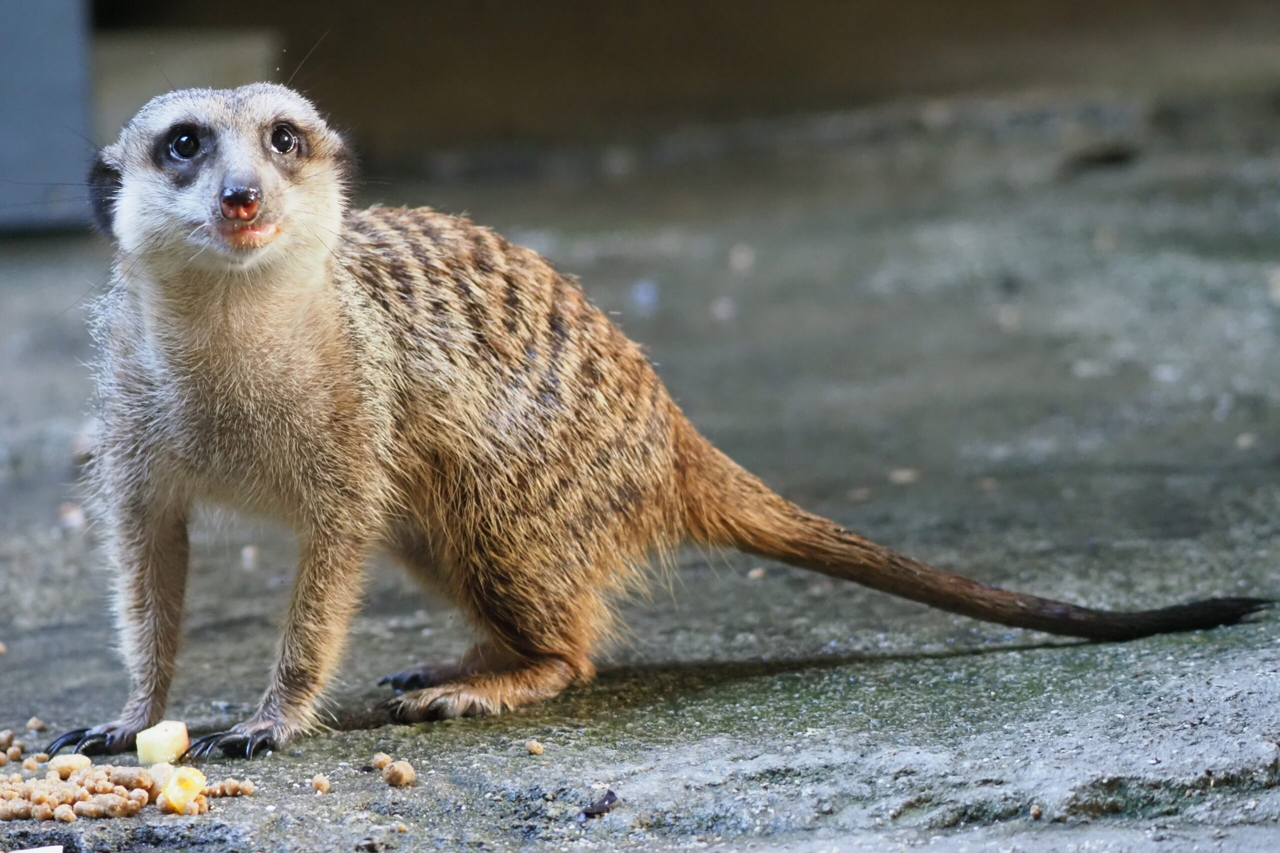 ミーアキャットの一般公開が始まりました！ | 沖縄こどもの国