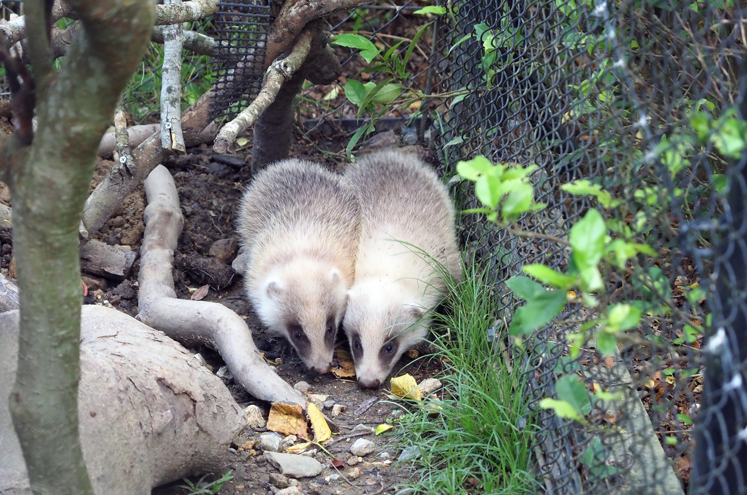 ニホンアナグマの赤ちゃんが誕生しました！ | 沖縄こどもの国