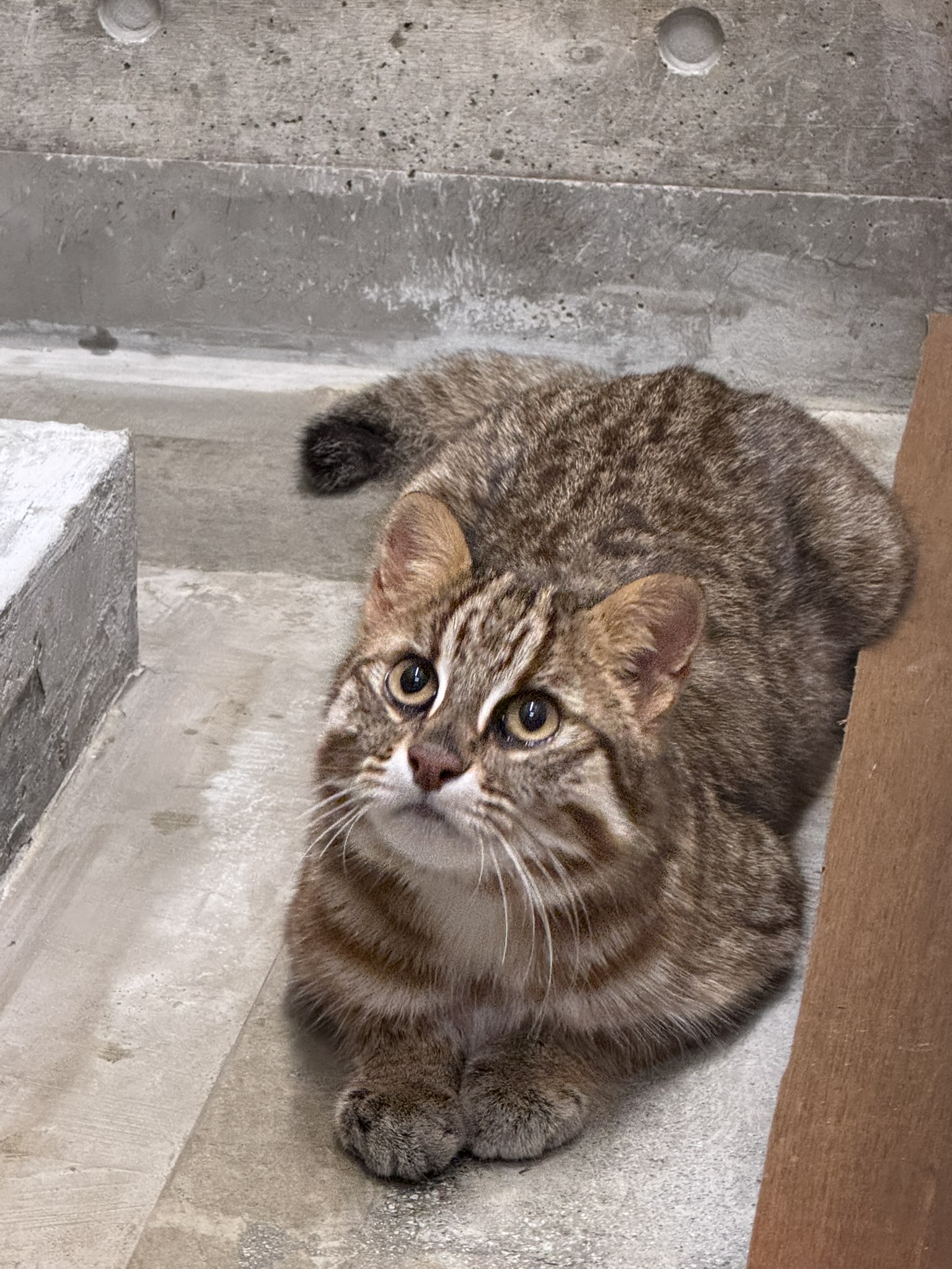 アムールヤマネコの「キズナ」到着しました！ | 沖縄こどもの国