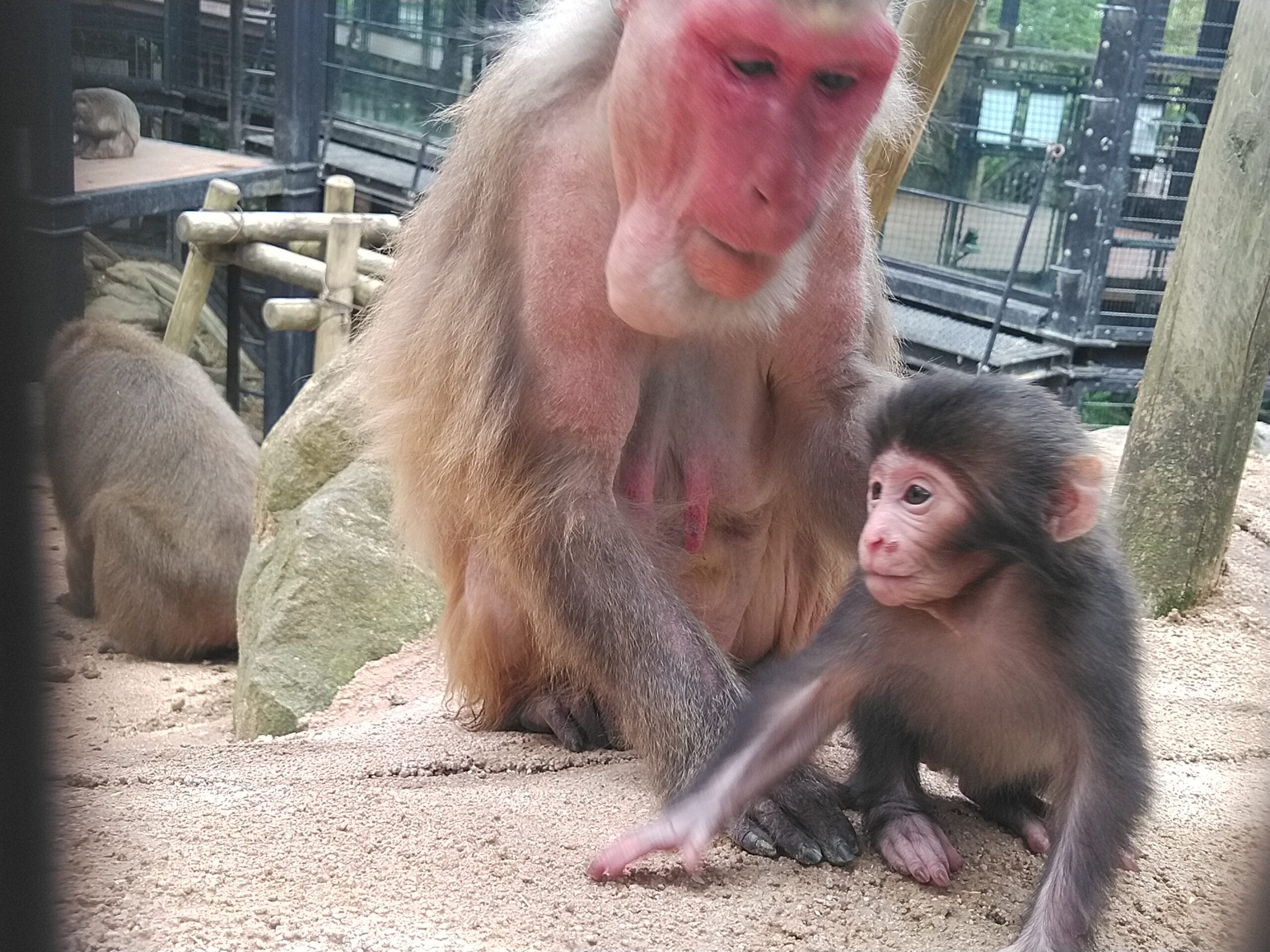 ヤクシマザルの赤ちゃんが誕生しました！ | 沖縄こどもの国 - Okinawa