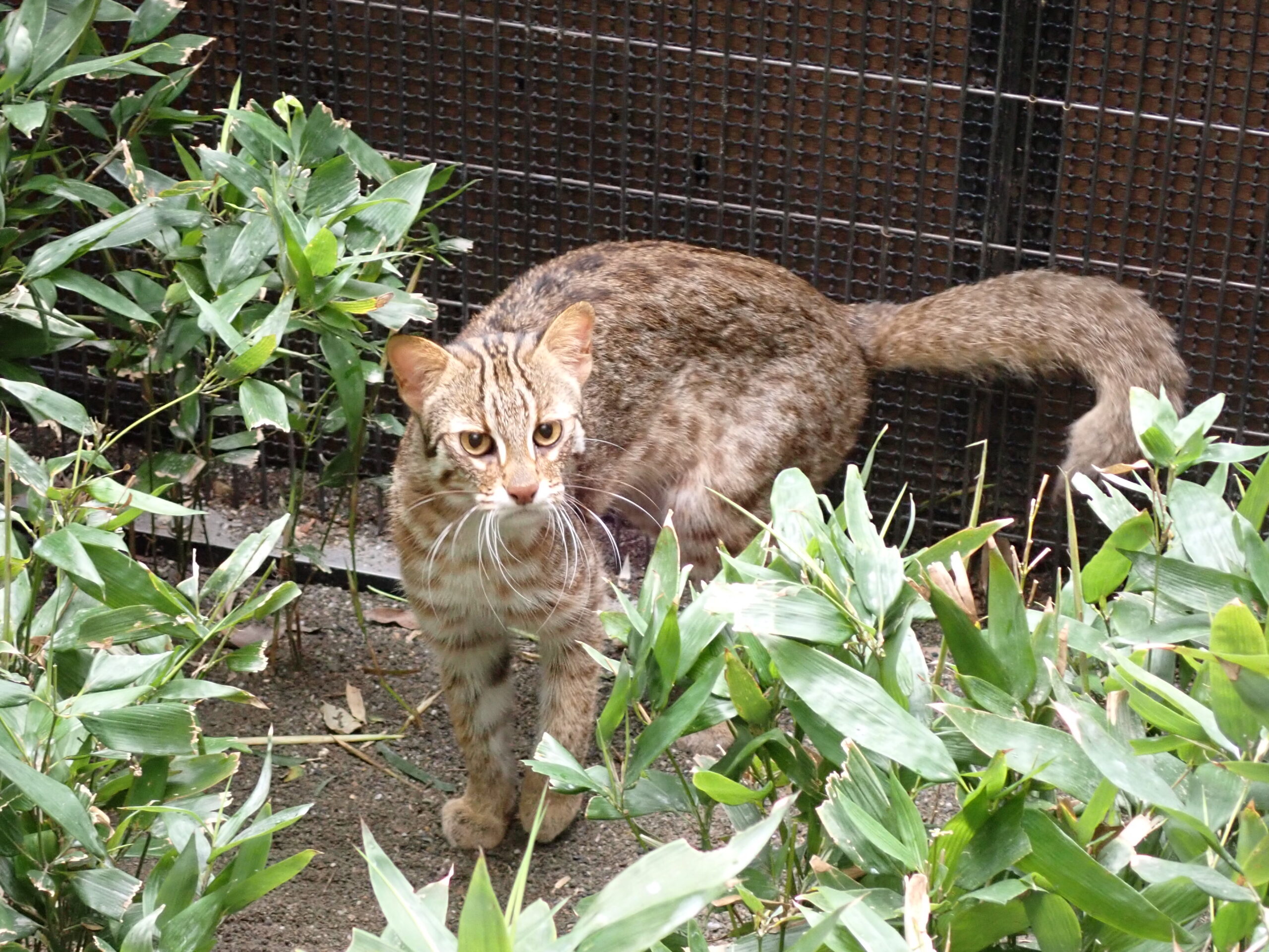 新しく仲間入り】アムールヤマネコ「キズナ」 | 沖縄こどもの国
