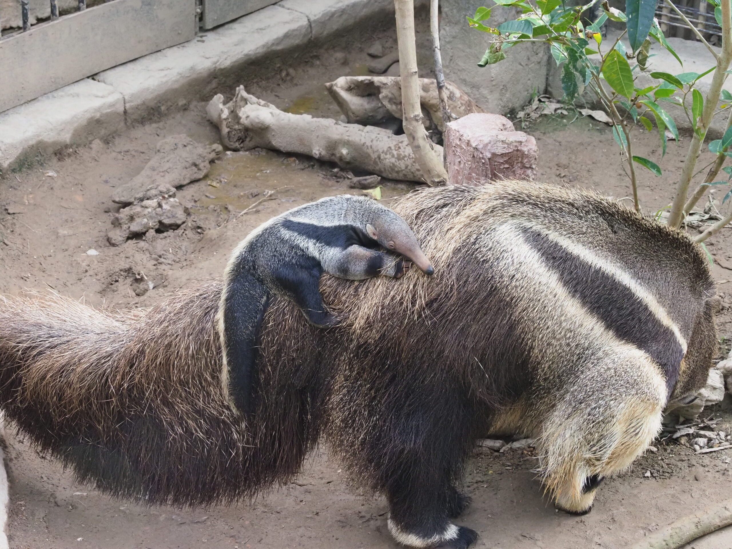 誕生・仲間入り・公開開始！沖縄こどもの国からうれしいニュースが3つ