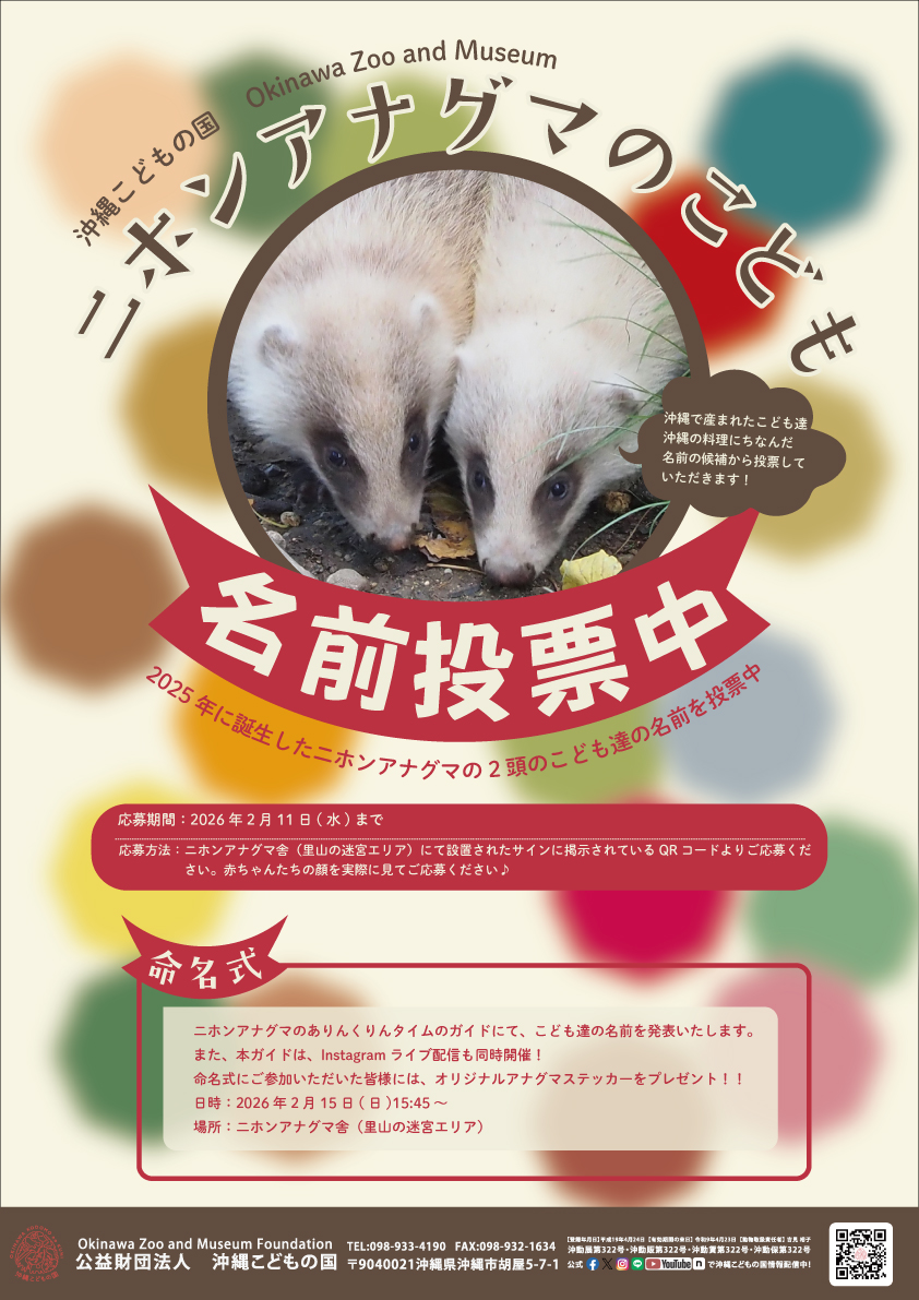 ニホンアナグマのこども達の名前投票＆命名ガイド | 沖縄こどもの国