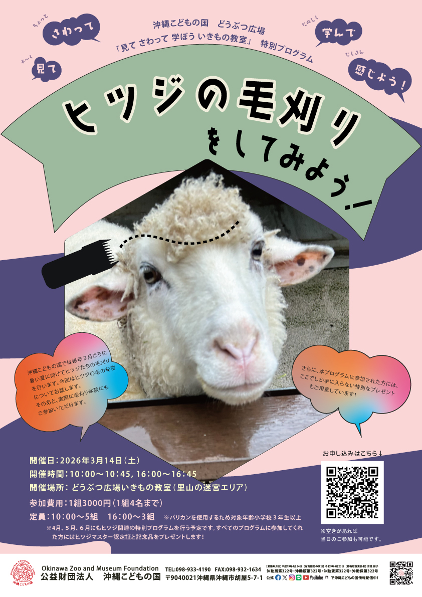 どうぶつ広場特別ワークショップ「ヒツジの毛刈りをしてみよう