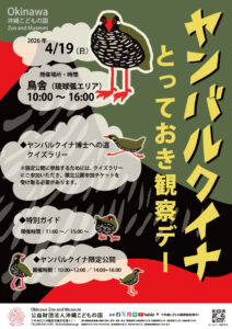 ヤンバルクイナとっておき観察デー