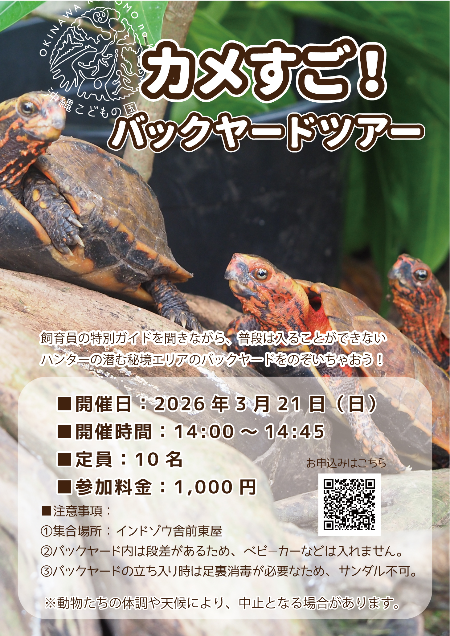 カメすご～バックヤードツアー編～ | 沖縄こどもの国 - Okinawa Zoo