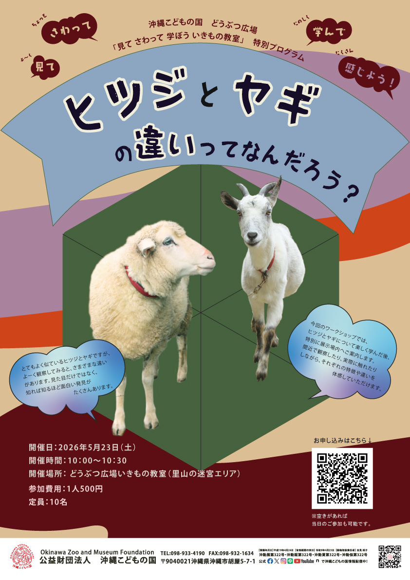 どうぶつ広場特別ワークショップ「ヒツジとヤギの違いってなんだろう