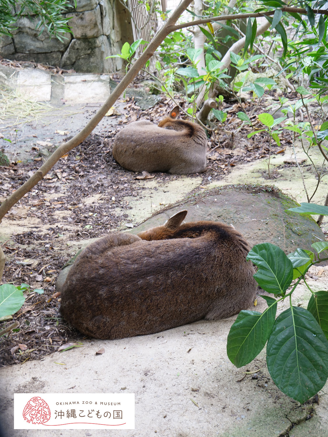 ヤクシカの写真