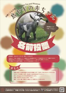 島ヤギの赤ちゃん名前投票＆命名式